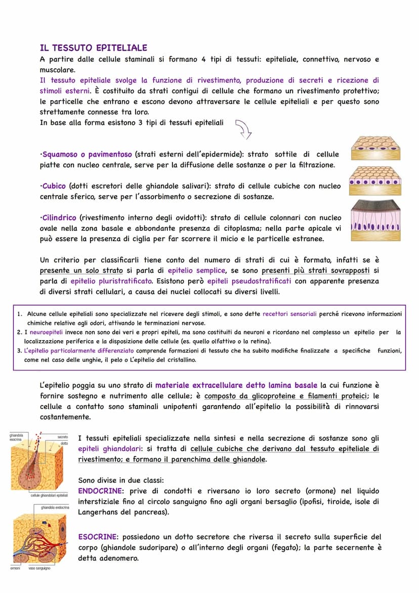 Il Corpo Umano
COSA STUDIA L'ANATOMIA
Gli organismi pluricellulari sono caratterizzati da
un'organizzazione ed alla base si trova la cellula