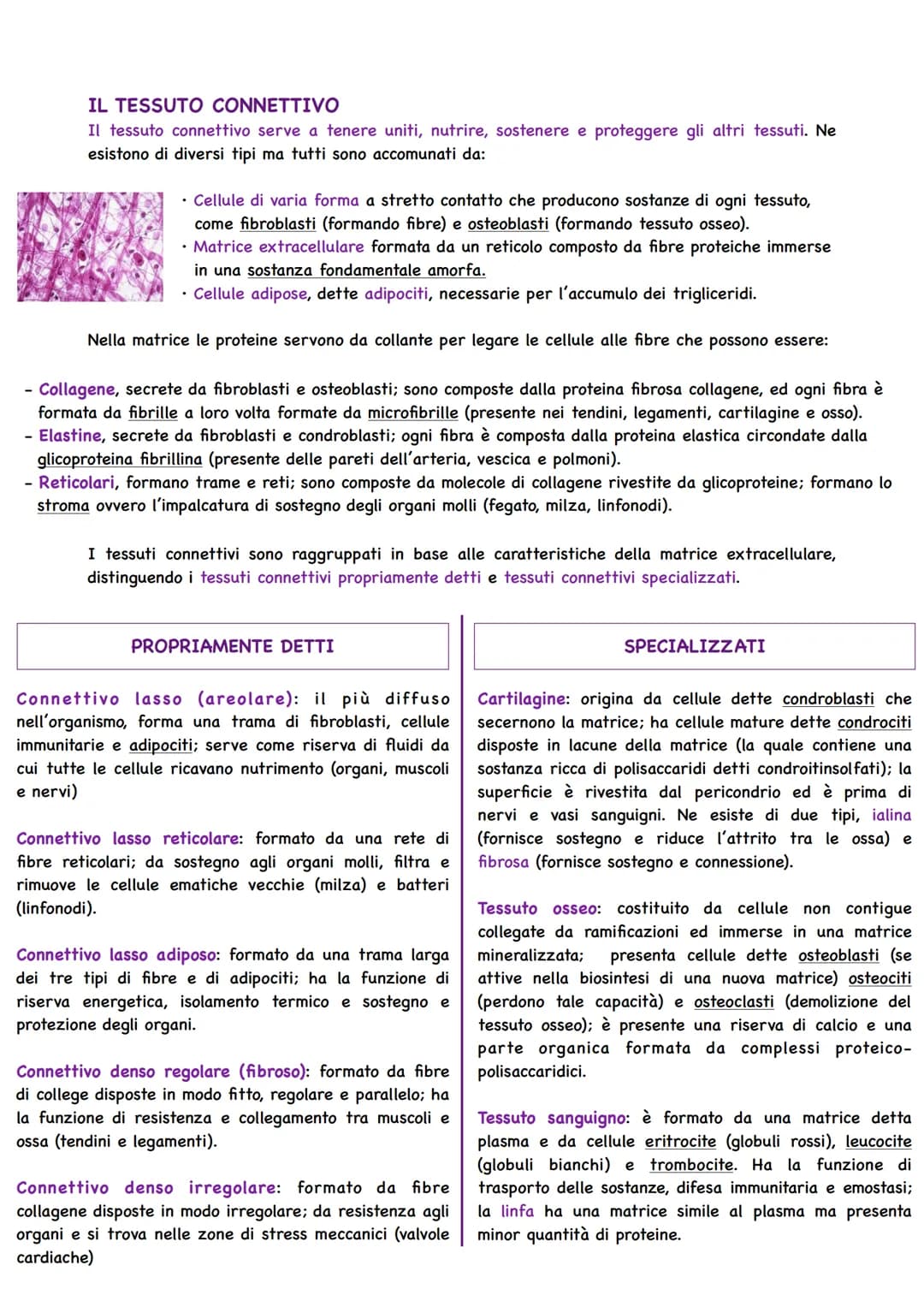 Il Corpo Umano
COSA STUDIA L'ANATOMIA
Gli organismi pluricellulari sono caratterizzati da
un'organizzazione ed alla base si trova la cellula