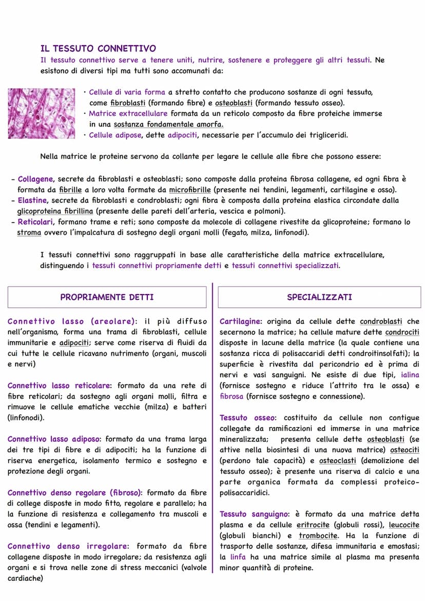 Il Corpo Umano
COSA STUDIA L'ANATOMIA
Gli organismi pluricellulari sono caratterizzati da
un'organizzazione ed alla base si trova la cellula