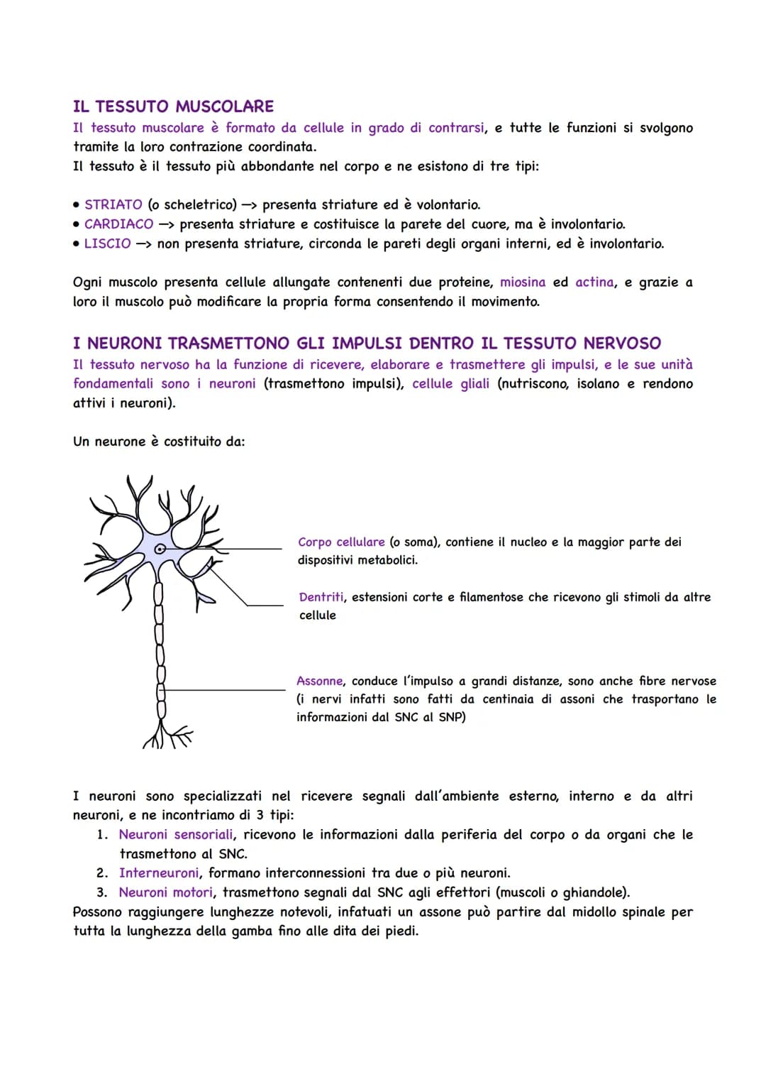 Il Corpo Umano
COSA STUDIA L'ANATOMIA
Gli organismi pluricellulari sono caratterizzati da
un'organizzazione ed alla base si trova la cellula