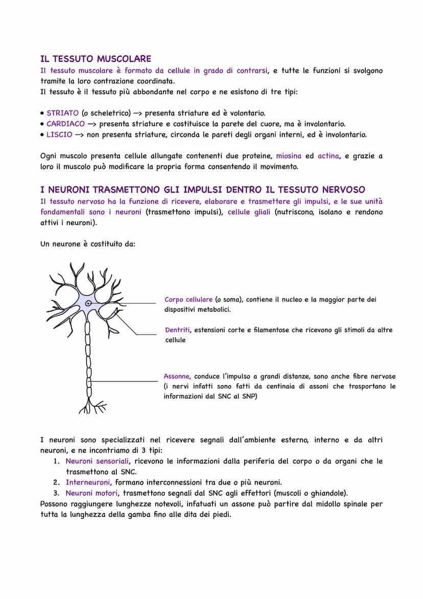 Il Corpo Umano
COSA STUDIA L'ANATOMIA
Gli organismi pluricellulari sono caratterizzati da
un'organizzazione ed alla base si trova la cellula