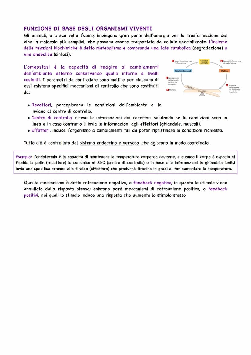 Il Corpo Umano
COSA STUDIA L'ANATOMIA
Gli organismi pluricellulari sono caratterizzati da
un'organizzazione ed alla base si trova la cellula