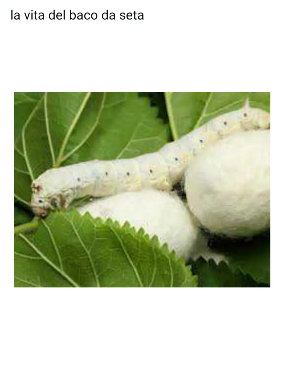 LE FIBRE VEGETALI
Hanno la proprietà di riunirsi in fili(filatura):
1)le fibre di origine naturale
2) le fibre di origine chimica
le fibre n