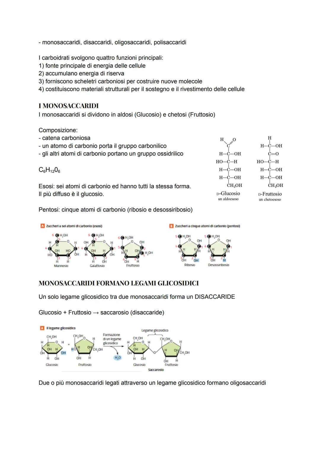 
<p>Carbohydrates play four main functions:</p>
<p>1) They are the main source of energy for cells.<br />
2) Carbohydrates store reserve ene