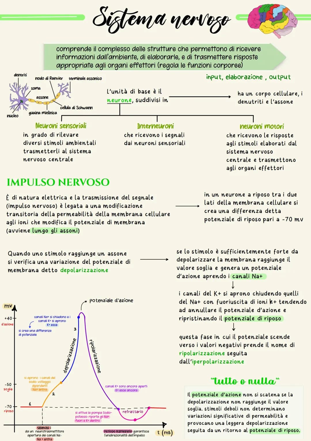 il sistema nervoso 