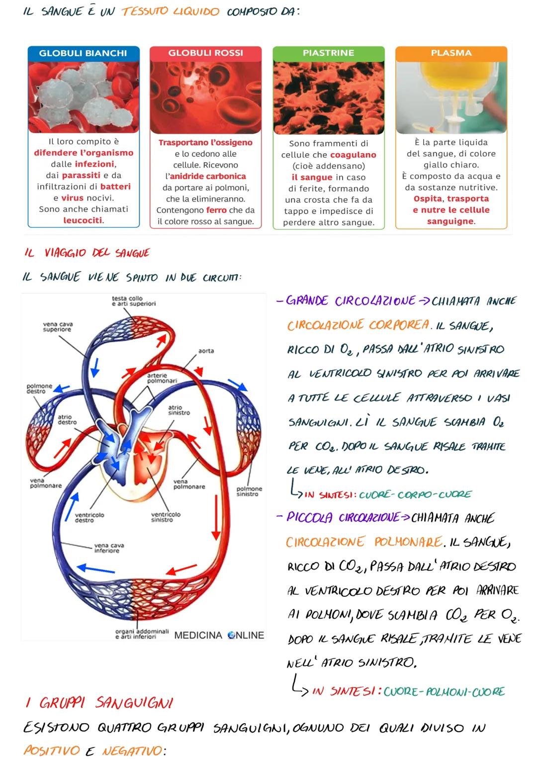 # L'APPARATO CARDIO-CIRCOLATORIO

L'APPARATO CARDIO-CIRCOLATORIO È FORMATO DA:

- CUORE -VASI SANGUIGNI SANGUE

## IL CUORE

IL CUORE È UN M