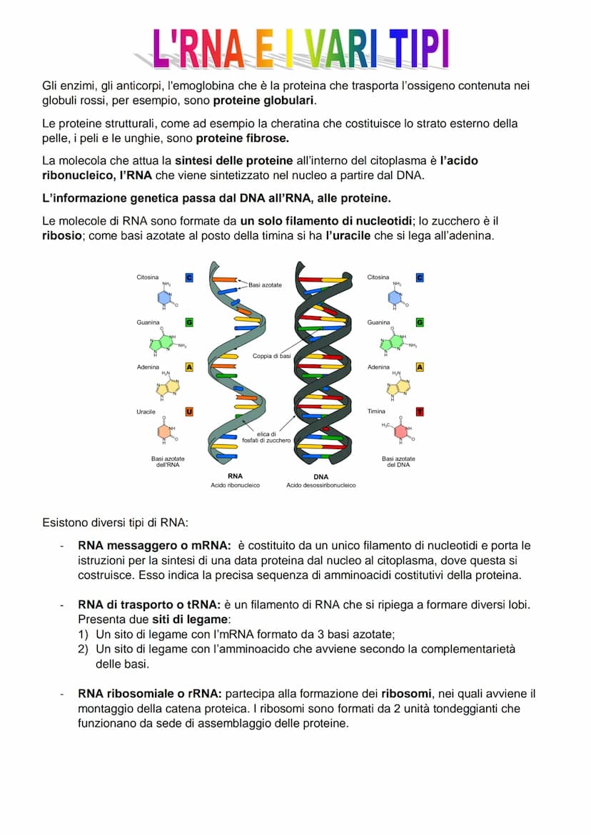 Acidi nucleici
Abbiamo 2 diversi tipi di acidi nucleici:
il DNA o acido desossiribonucleico;
il RNA o acido ribonucleico.
Alla base della vi