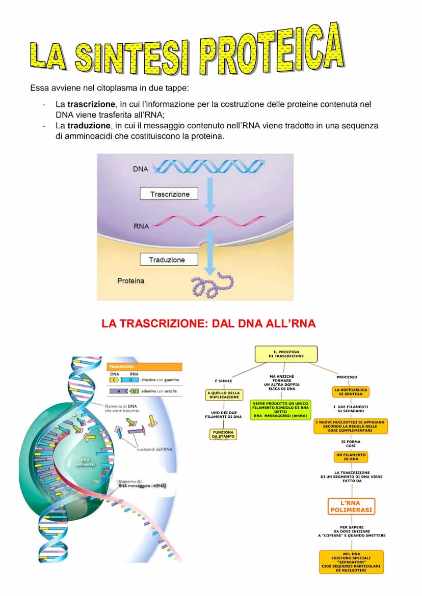 Acidi nucleici
Abbiamo 2 diversi tipi di acidi nucleici:
il DNA o acido desossiribonucleico;
il RNA o acido ribonucleico.
Alla base della vi