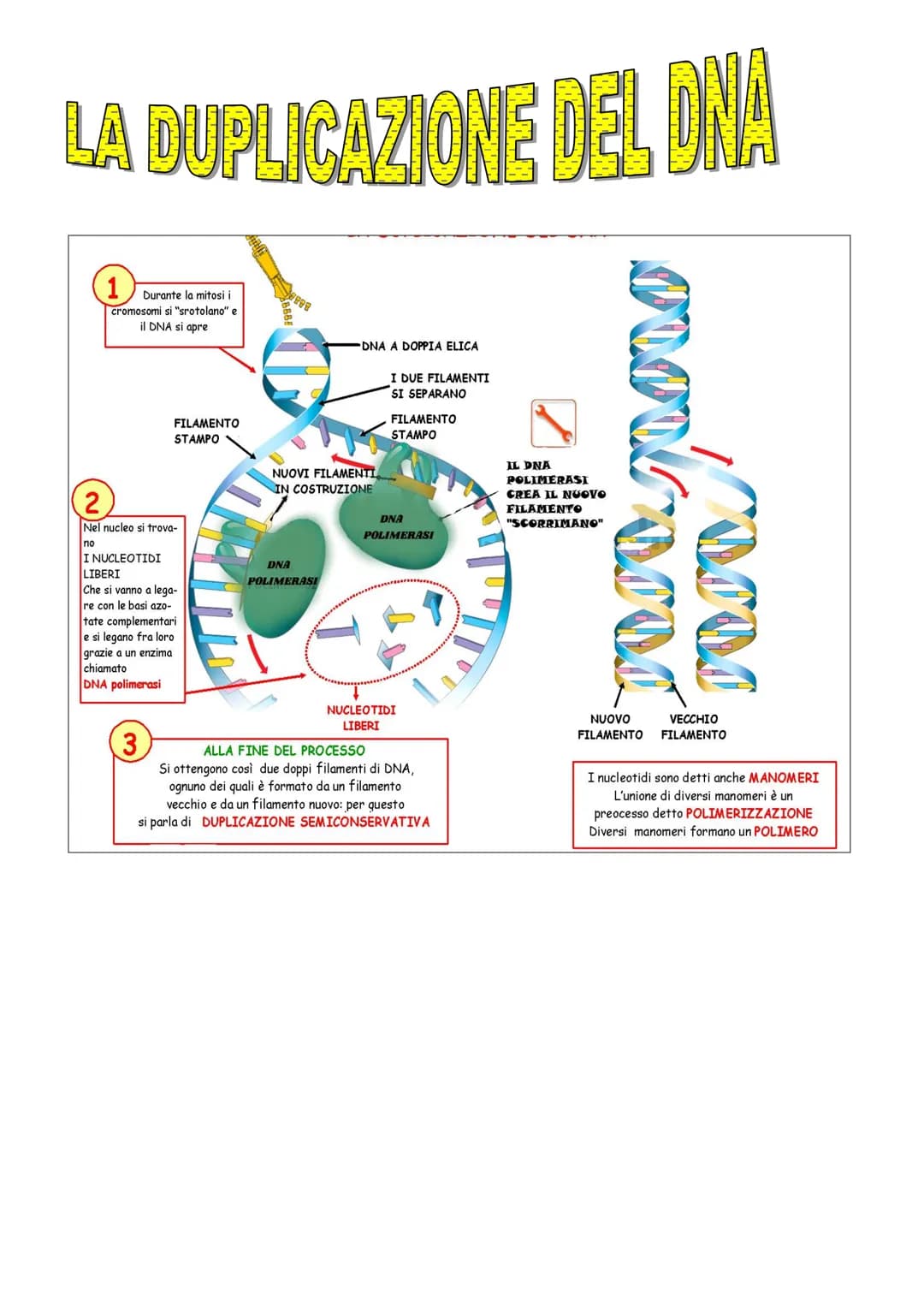 Acidi nucleici
Abbiamo 2 diversi tipi di acidi nucleici:
il DNA o acido desossiribonucleico;
il RNA o acido ribonucleico.
Alla base della vi