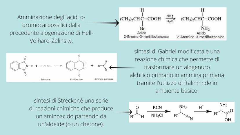 PRESENTAZIONE DI MESSINE O REBECCA
Amminoacidi e Proteine
T Indice:
• Amminoacidi
• Struttura
• Funzione
• Classificazione
Sintesi
• Nomencl