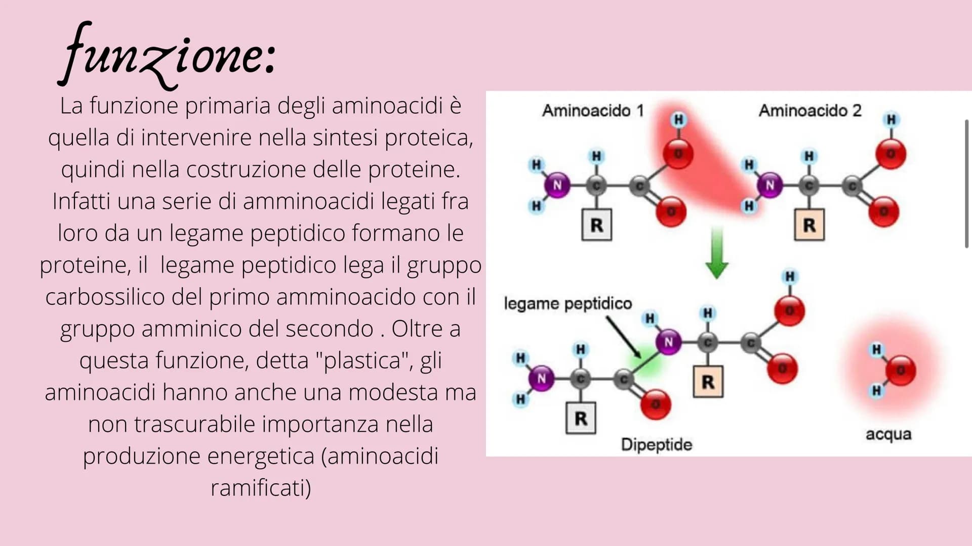 PRESENTAZIONE DI MESSINE O REBECCA
Amminoacidi e Proteine
T Indice:
• Amminoacidi
• Struttura
• Funzione
• Classificazione
Sintesi
• Nomencl