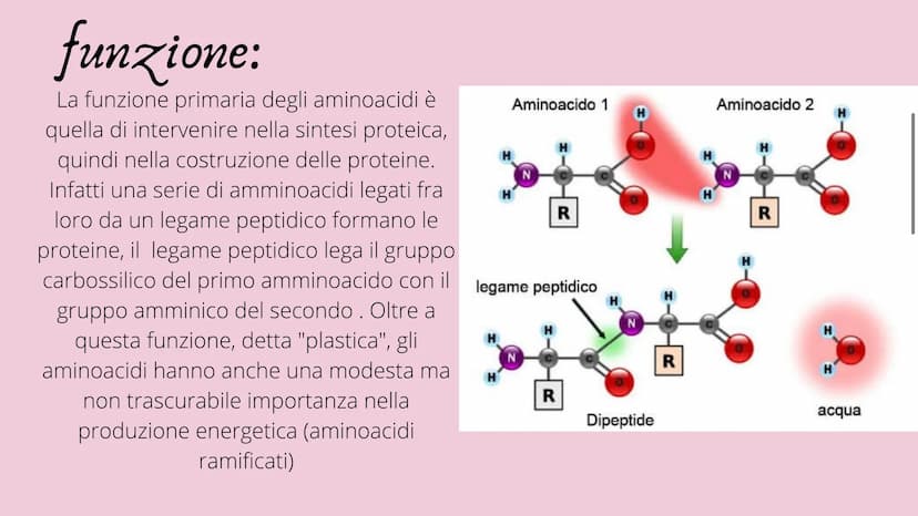 PRESENTAZIONE DI MESSINE O REBECCA
Amminoacidi e Proteine
T Indice:
• Amminoacidi
• Struttura
• Funzione
• Classificazione
Sintesi
• Nomencl