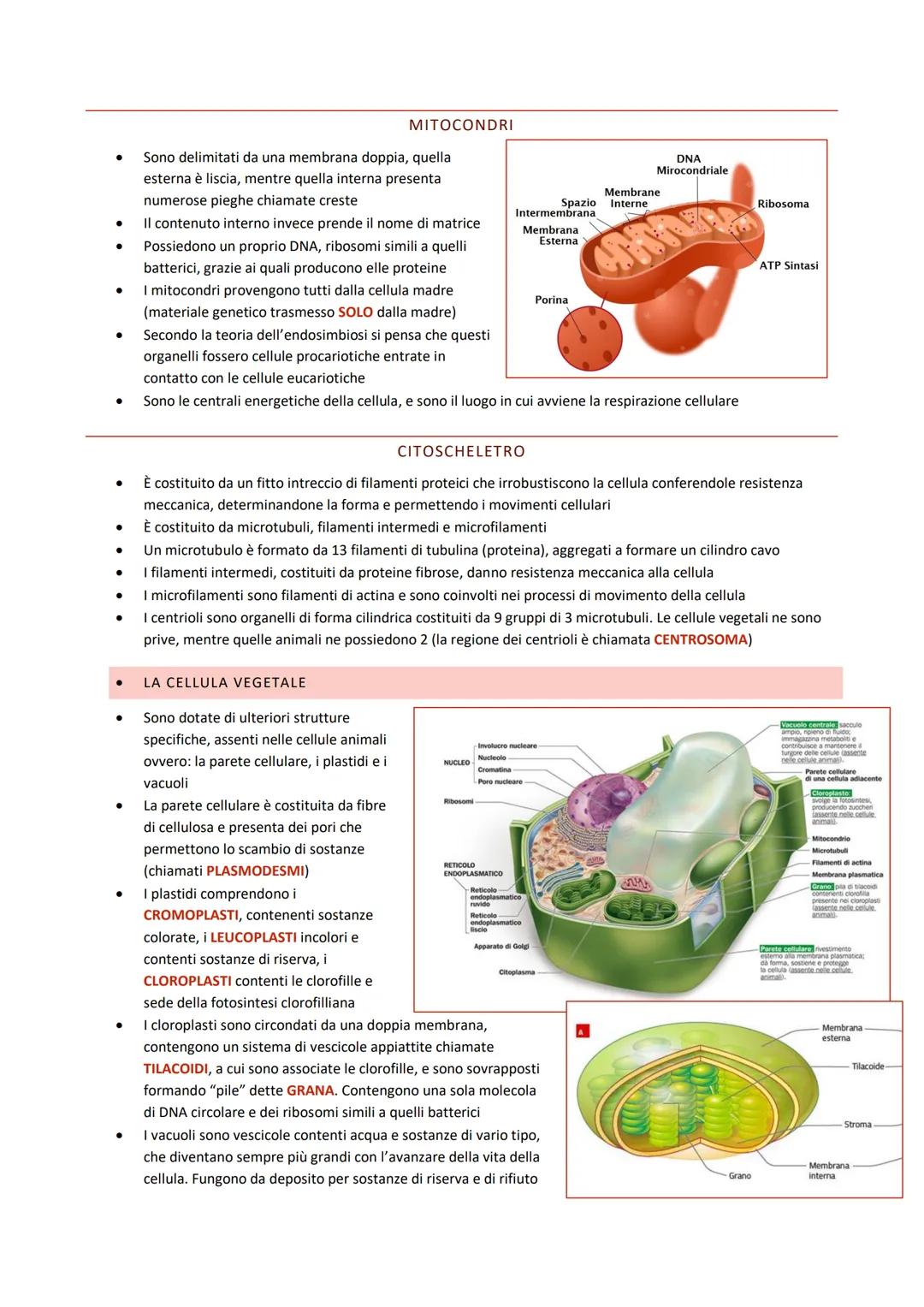# BIOLOGIA CELLULARE
RIPASSO

- Tutti gli organismi sono formati da cellule
- La cellula è l'unità morfologica e fisiologica fondamentale ne