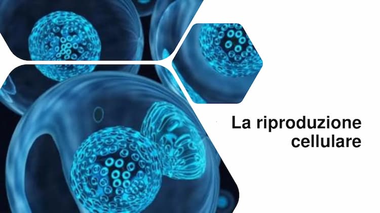 Know riproduzione cellulare  thumbnail