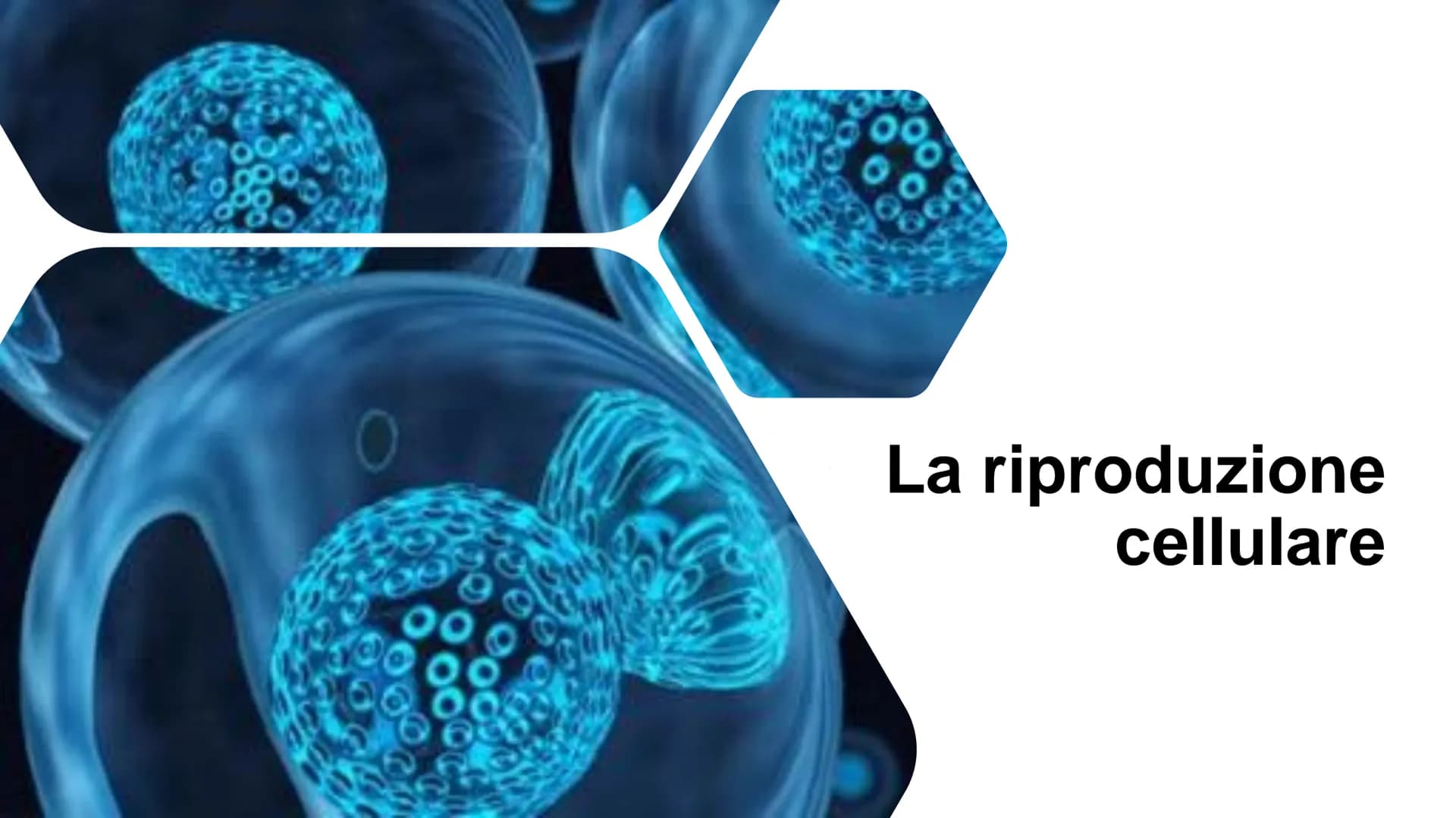 22
00
La riproduzione
cellulare Riproduzione asessuata e
riproduzione sessuata
Divisione cellulare:
Ogni cellula è in grado di dividersi dan