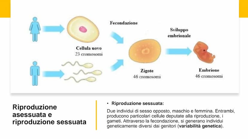 22
00
La riproduzione
cellulare Riproduzione asessuata e
riproduzione sessuata
Divisione cellulare:
Ogni cellula è in grado di dividersi dan