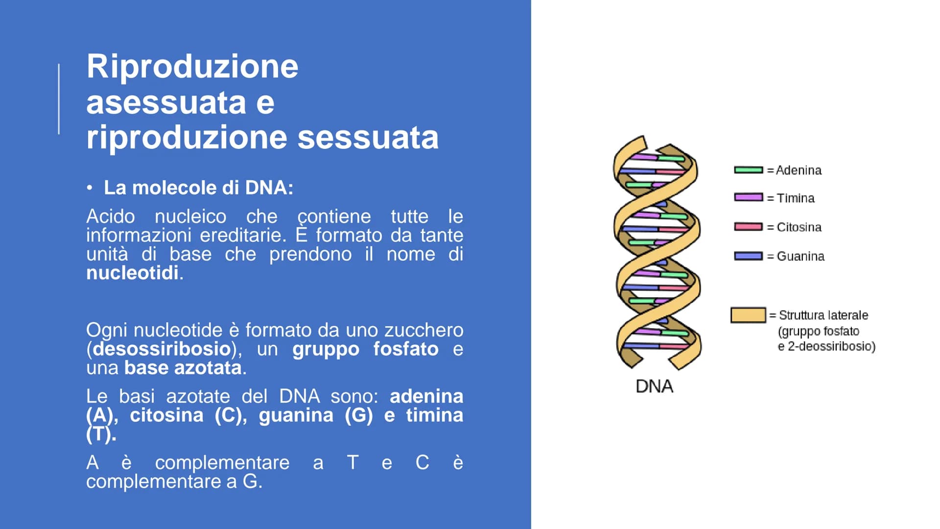 22
00
La riproduzione
cellulare Riproduzione asessuata e
riproduzione sessuata
Divisione cellulare:
Ogni cellula è in grado di dividersi dan