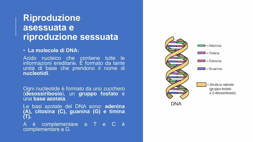 22
00
La riproduzione
cellulare Riproduzione asessuata e
riproduzione sessuata
Divisione cellulare:
Ogni cellula è in grado di dividersi dan