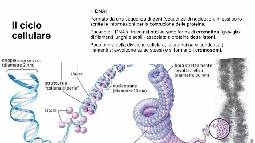 22
00
La riproduzione
cellulare Riproduzione asessuata e
riproduzione sessuata
Divisione cellulare:
Ogni cellula è in grado di dividersi dan