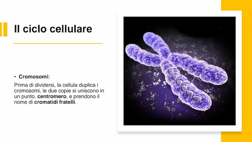 22
00
La riproduzione
cellulare Riproduzione asessuata e
riproduzione sessuata
Divisione cellulare:
Ogni cellula è in grado di dividersi dan