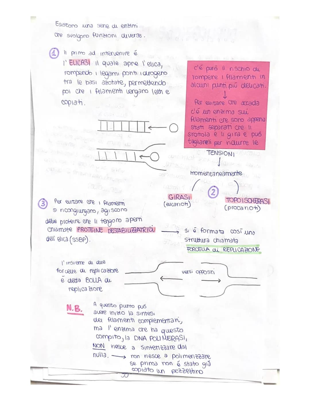 cu toro capsula
PUBLICAZIONE DEL DNA
ha inizio in determinati punt, detti punti di ORIGINE do
DUPUCAZIONE (ORI), mexxi owero tratti cu DNA c