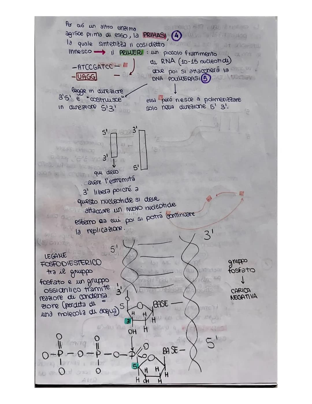 cu toro capsula
PUBLICAZIONE DEL DNA
ha inizio in determinati punt, detti punti di ORIGINE do
DUPUCAZIONE (ORI), mexxi owero tratti cu DNA c