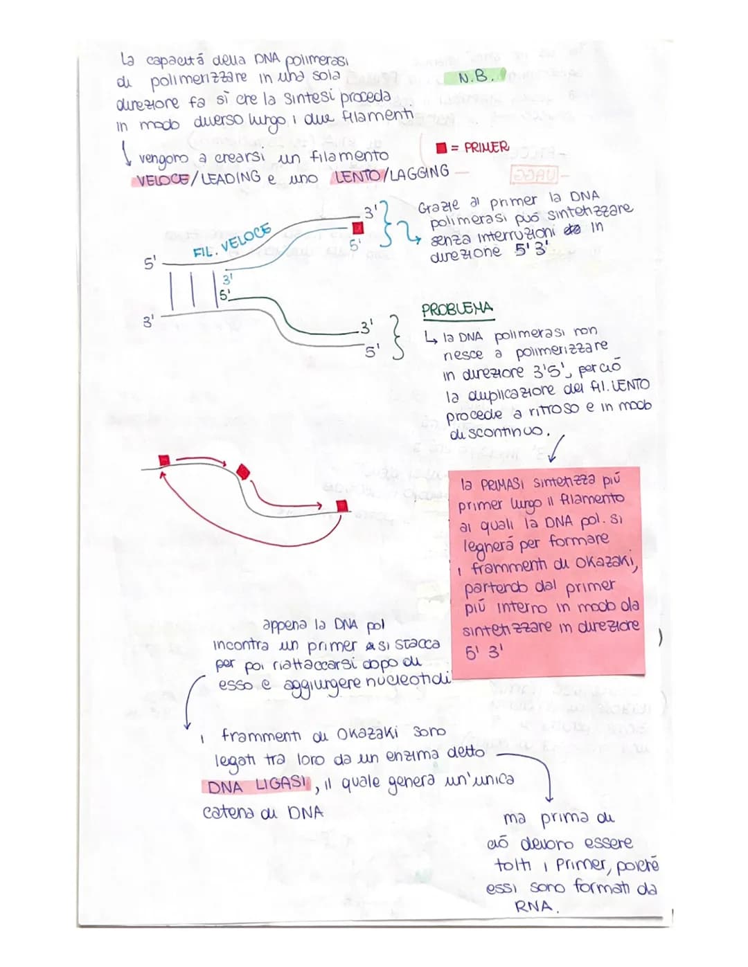 cu toro capsula
PUBLICAZIONE DEL DNA
ha inizio in determinati punt, detti punti di ORIGINE do
DUPUCAZIONE (ORI), mexxi owero tratti cu DNA c