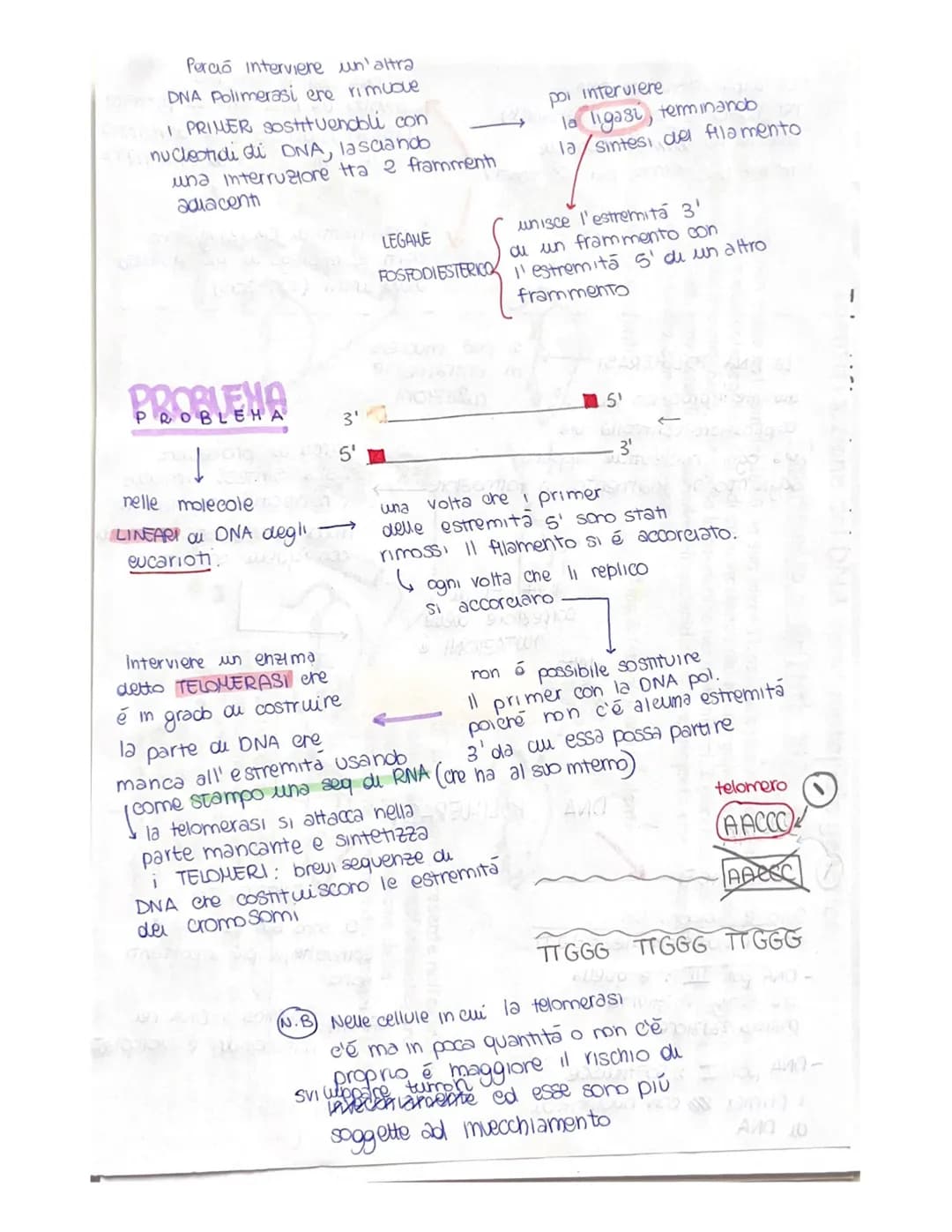 cu toro capsula
PUBLICAZIONE DEL DNA
ha inizio in determinati punt, detti punti di ORIGINE do
DUPUCAZIONE (ORI), mexxi owero tratti cu DNA c