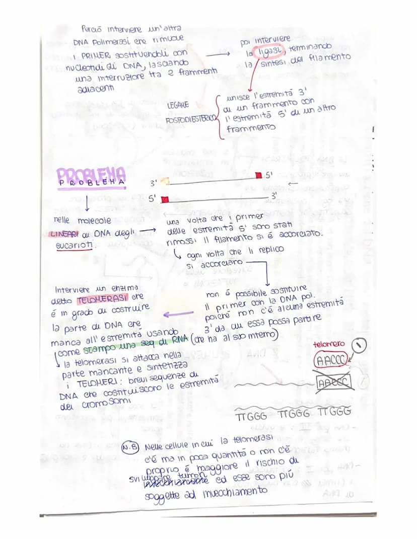 cu toro capsula
PUBLICAZIONE DEL DNA
ha inizio in determinati punt, detti punti di ORIGINE do
DUPUCAZIONE (ORI), mexxi owero tratti cu DNA c