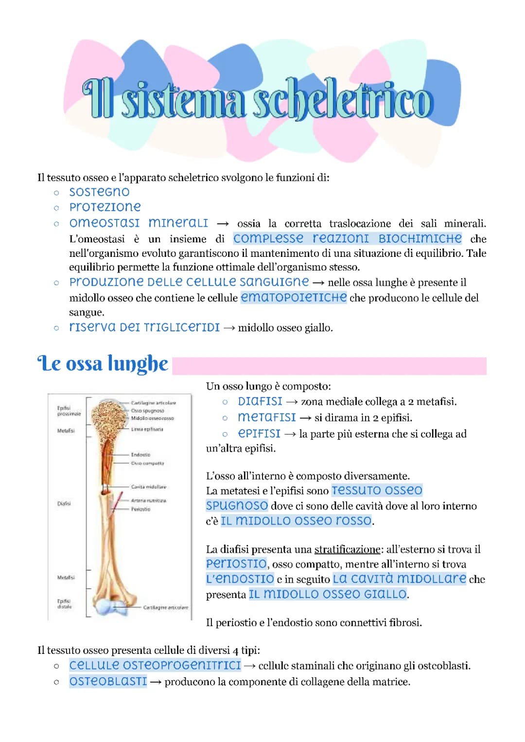Sistema Scheletrico Schema e Riassunto - Ossa del Corpo Umano e Processi di Ossificazione