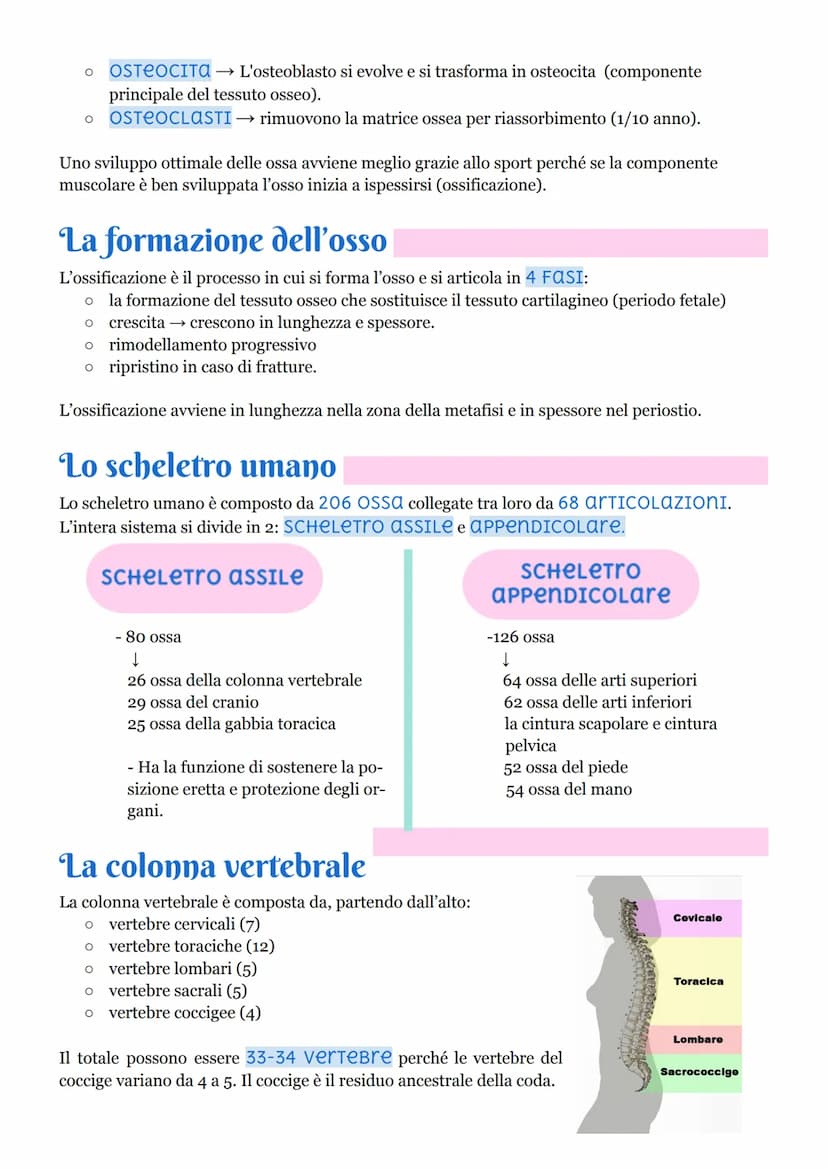 Il tessuto osseo e l'apparato scheletrico svolgono le funzioni di:
O SOSTEGNO
O PROTEZIONE
omeoSTASI mineraLI → ossia la corretta traslocazi