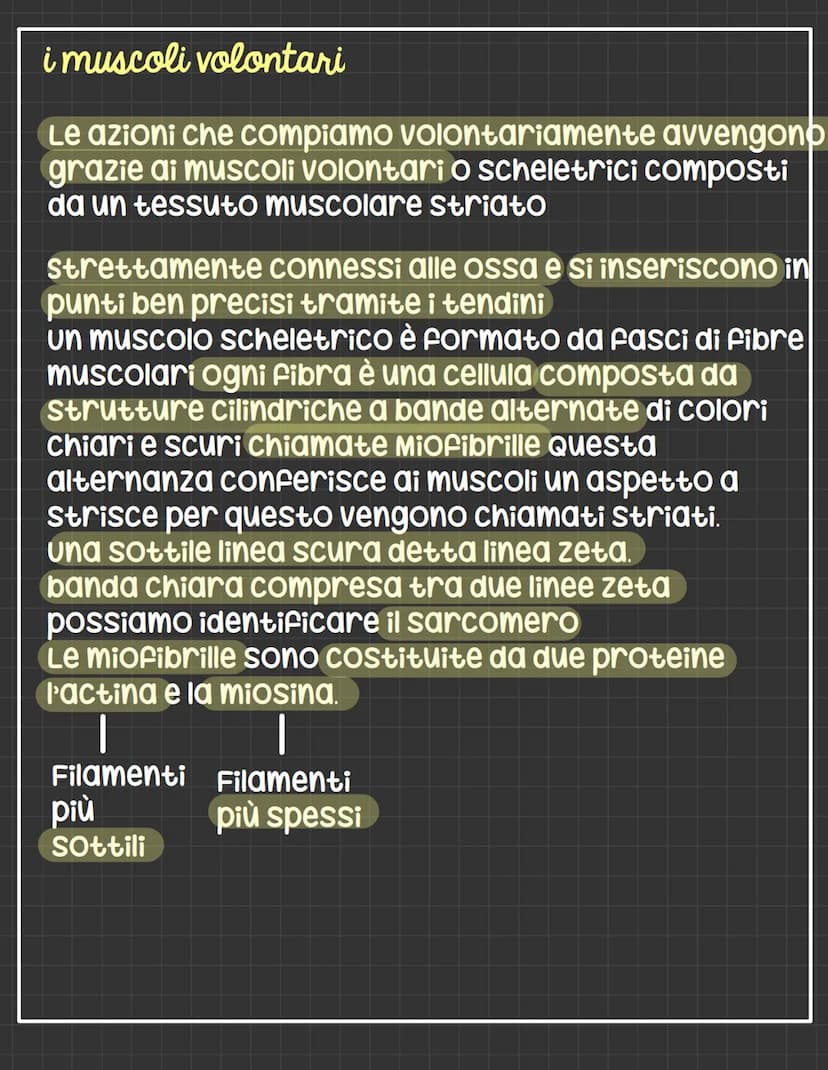 I muscoli
Il sostegno del corpo è affidato all'apparato
scheletrico ma a rafforzare la sua funzione sono
muscoli
sono organi contrattili cio