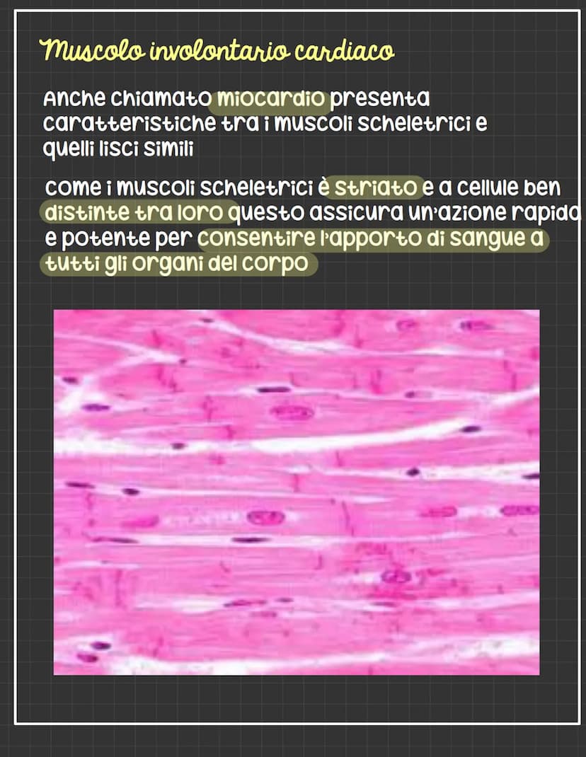 I muscoli
Il sostegno del corpo è affidato all'apparato
scheletrico ma a rafforzare la sua funzione sono
muscoli
sono organi contrattili cio