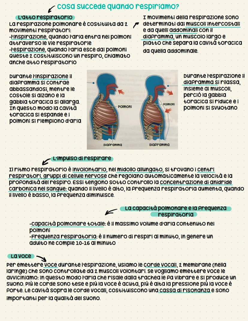 Capparato respiratorio
RIFORNISCE DI OSSIGENO TUTTI GLI ORGANI DEL
NOSTRO CORPO ED ELIMINA L'ANIDRIDE CARBONICA
Perché dobbiamo respirare?
-