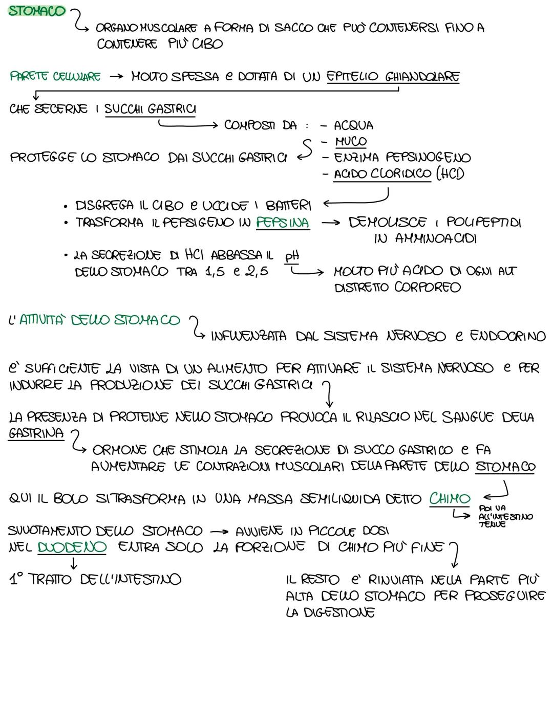 STOMACO
2
ORGANO MUSCOLARE A FORMA DI SACCO CHE PUÒ CONTENERSI FINO A
CONTENERE PIÙ CIBO

PARETE CELLULARE MOLTO SPESSA E DOTATA DI UN EPITE