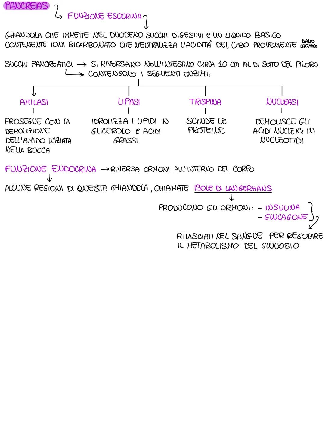 STOMACO
2
ORGANO MUSCOLARE A FORMA DI SACCO CHE PUÒ CONTENERSI FINO A
CONTENERE PIÙ CIBO

PARETE CELLULARE MOLTO SPESSA E DOTATA DI UN EPITE