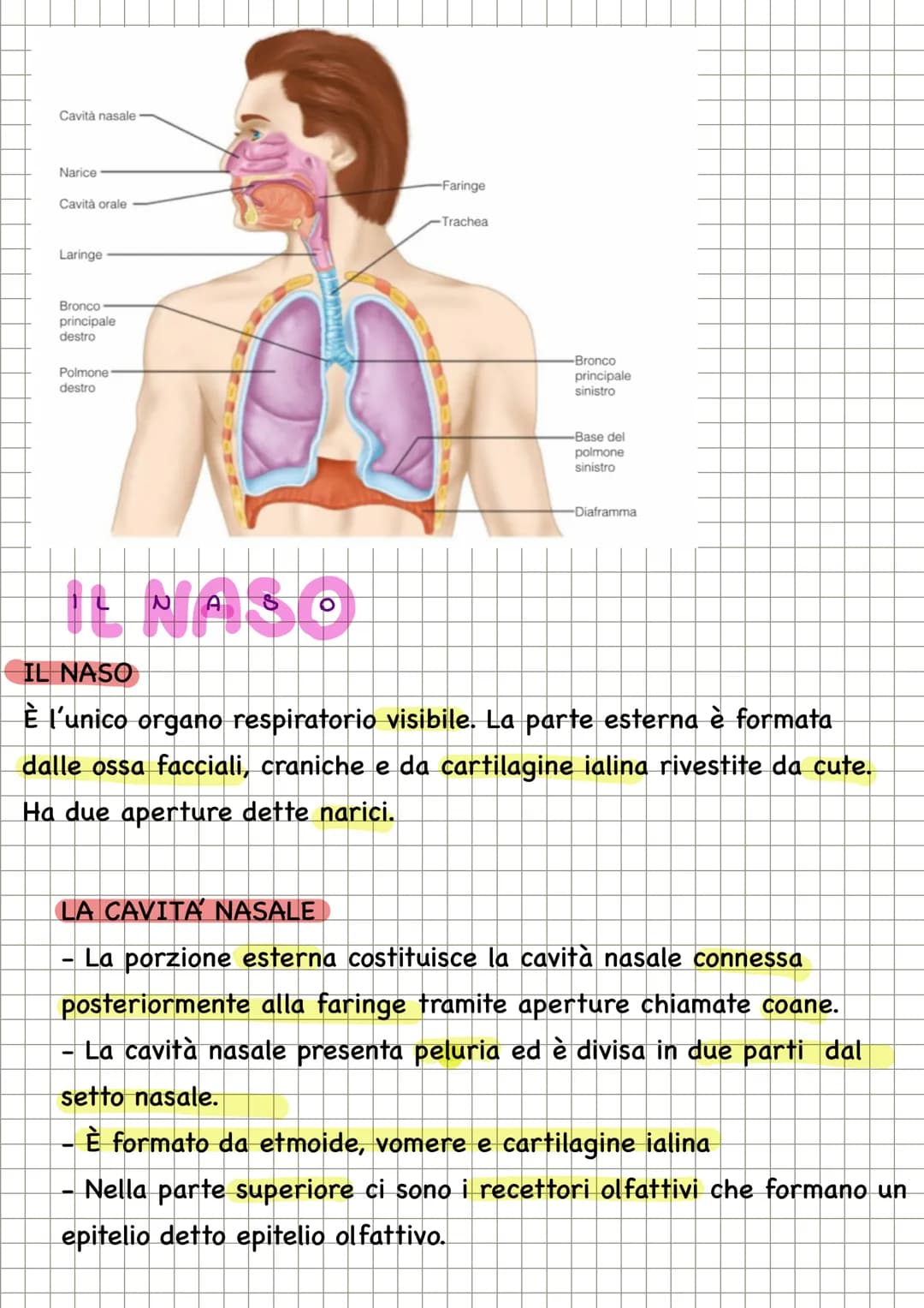 APPARATO RESPIRATORIO
FUNZIONI
condivide con l'apparato
cardiovascolare il compito di fornire
l'ossigeno all'organismo e quello di
eliminare