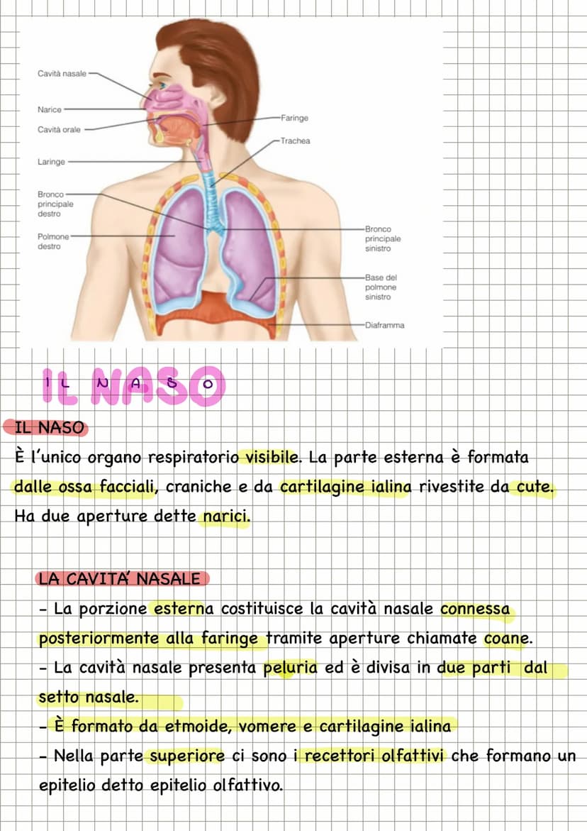 APPARATO RESPIRATORIO
FUNZIONI
condivide con l'apparato
cardiovascolare il compito di fornire
l'ossigeno all'organismo e quello di
eliminare