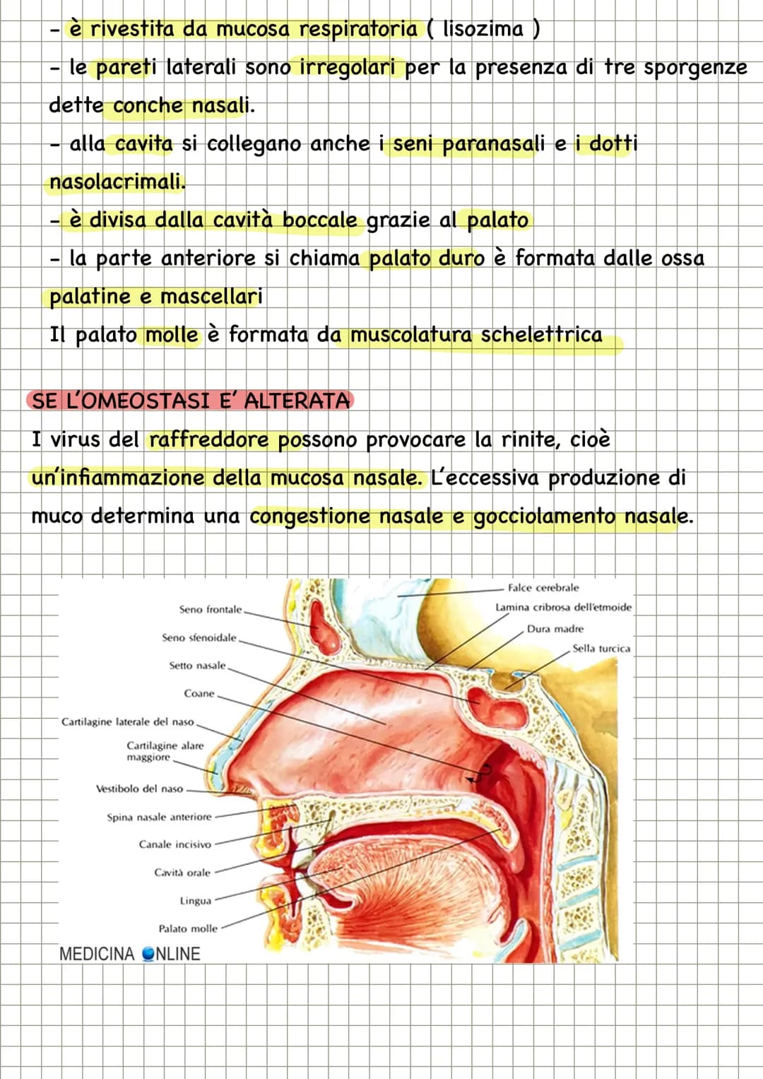 APPARATO RESPIRATORIO
FUNZIONI
condivide con l'apparato
cardiovascolare il compito di fornire
l'ossigeno all'organismo e quello di
eliminare