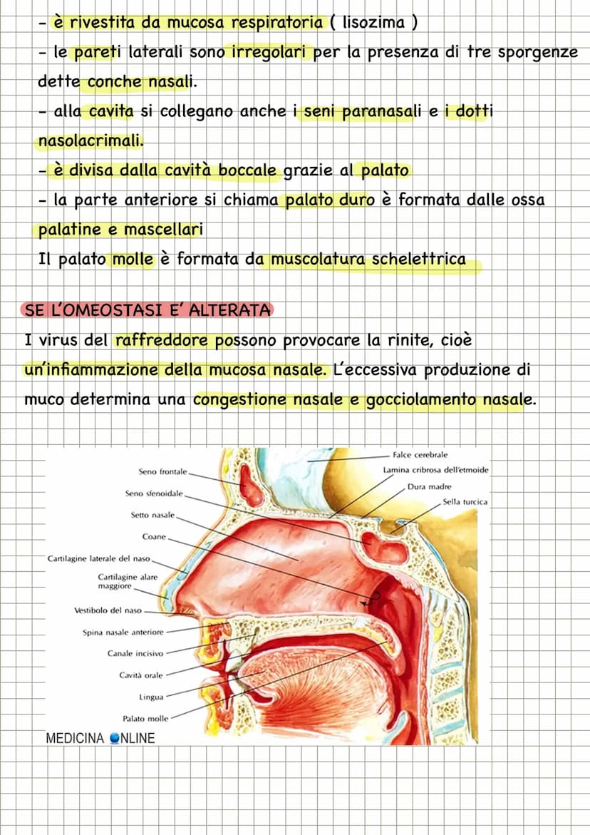 APPARATO RESPIRATORIO
FUNZIONI
condivide con l'apparato
cardiovascolare il compito di fornire
l'ossigeno all'organismo e quello di
eliminare
