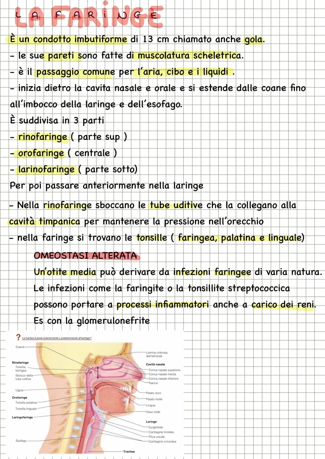 APPARATO RESPIRATORIO
FUNZIONI
condivide con l'apparato
cardiovascolare il compito di fornire
l'ossigeno all'organismo e quello di
eliminare