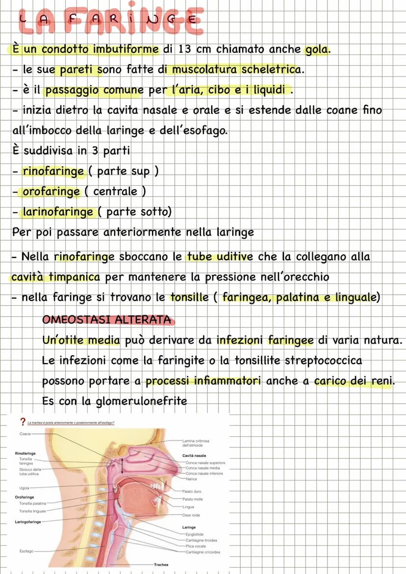 APPARATO RESPIRATORIO
FUNZIONI
condivide con l'apparato
cardiovascolare il compito di fornire
l'ossigeno all'organismo e quello di
eliminare