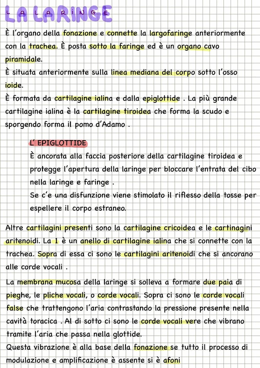 APPARATO RESPIRATORIO
FUNZIONI
condivide con l'apparato
cardiovascolare il compito di fornire
l'ossigeno all'organismo e quello di
eliminare