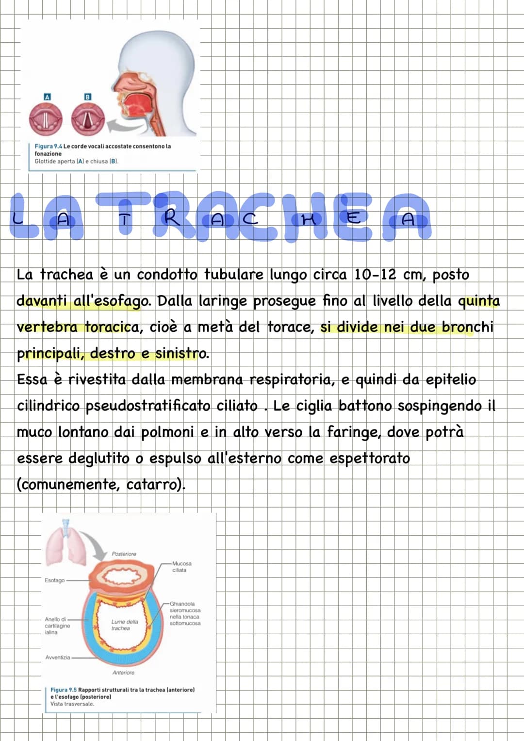 APPARATO RESPIRATORIO
FUNZIONI
condivide con l'apparato
cardiovascolare il compito di fornire
l'ossigeno all'organismo e quello di
eliminare