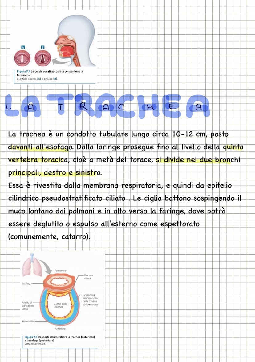 APPARATO RESPIRATORIO
FUNZIONI
condivide con l'apparato
cardiovascolare il compito di fornire
l'ossigeno all'organismo e quello di
eliminare