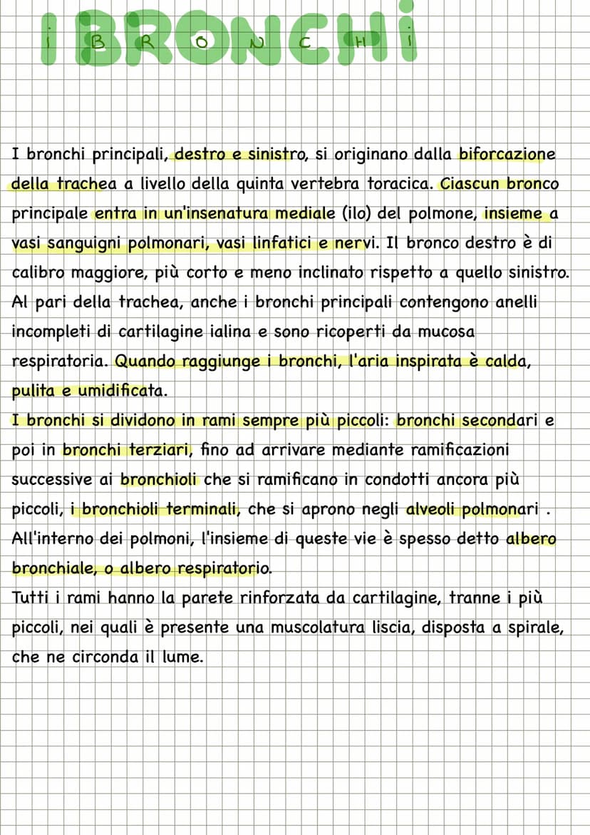 APPARATO RESPIRATORIO
FUNZIONI
condivide con l'apparato
cardiovascolare il compito di fornire
l'ossigeno all'organismo e quello di
eliminare