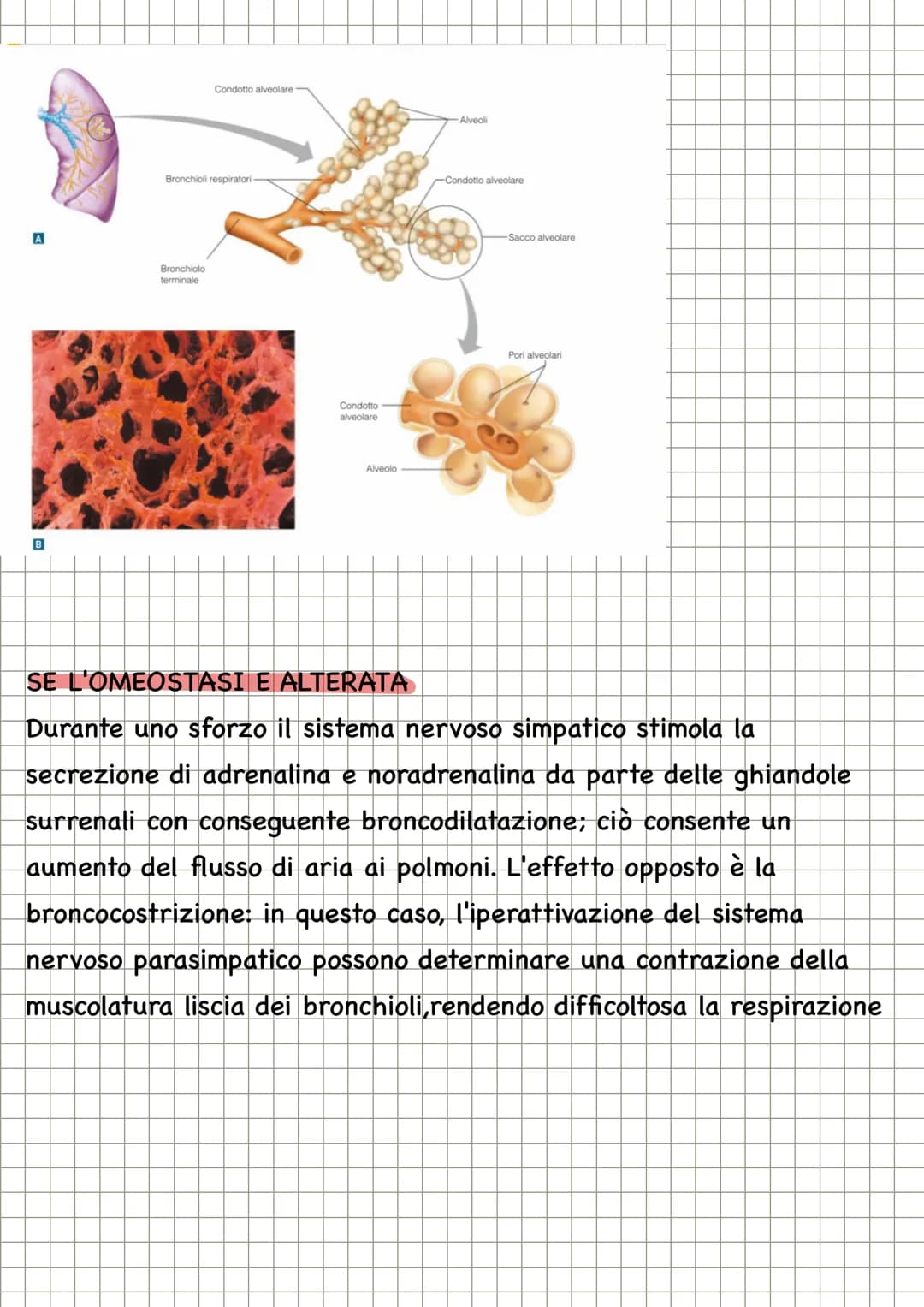 APPARATO RESPIRATORIO
FUNZIONI
condivide con l'apparato
cardiovascolare il compito di fornire
l'ossigeno all'organismo e quello di
eliminare