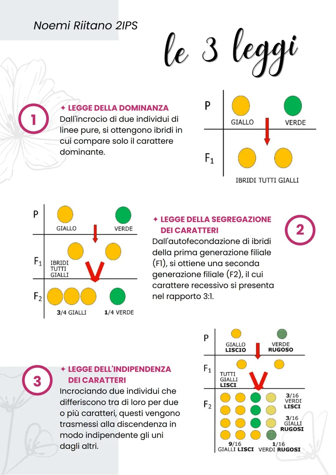 Noemi Riitano 21PS
la genetica
→ DEFINIZIONE
LE TRE LEGGI DI MENDEL
In seguito ai suoi studi Mendel
elaborò le seguenti leggi:
• Legge della