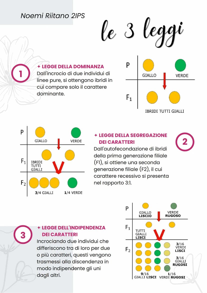 Noemi Riitano 21PS
la genetica
→ DEFINIZIONE
LE TRE LEGGI DI MENDEL
In seguito ai suoi studi Mendel
elaborò le seguenti leggi:
• Legge della