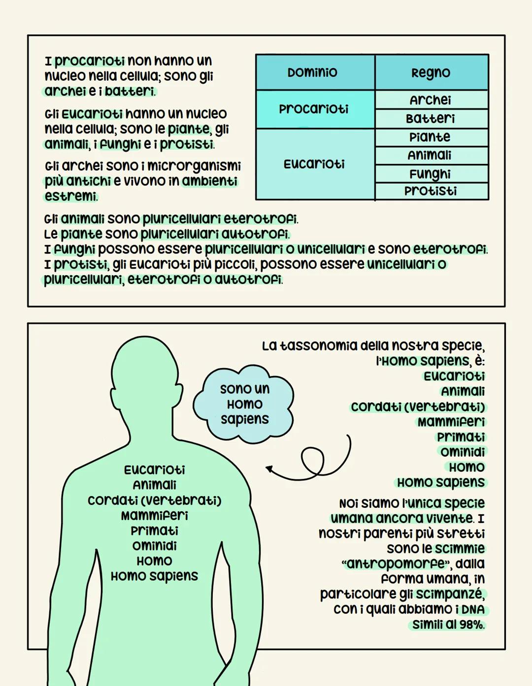 La classificazione
ki viventa
Nel settecento
Io scienziato Linneo
propose un metodo
scientifico per classificare i viventi: la tassonomia.
u
